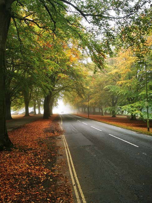 A quiet suburban street during autumn with fallen orange and brown leaves scattered on the pavement and gravelly roadside. Tall deciduous trees with green, yellow, and orange foliage line both sides of the road, their branches arching overhead and partially obscuring the foggy sky. The road is a narrow two-lane avenue with a double yellow line on the left side, and it gently curves into the distance, fading into the fog. On the right side, a grassy verge separates the pavement from a row of trees and a grassy area. The scene is lit with soft, diffuse daylight, creating a calm atmosphere. In the context of house removals or relocation services, this setting could represent a typical route for transporting furniture or household items to or from a property's location, with Watford Man and Van frequently managing such home relocation tasks along similar scenic routes.